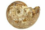 Jurassic Ammonite Fossil - Sakaraha, Madagascar #251298-1